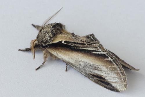 Réf. 202 845 : Pheosia tremula